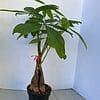 Large Bonsai 'Money Tree' Plant