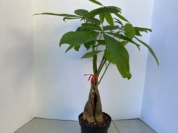 Large Bonsai ‘Money Tree’ Plant
