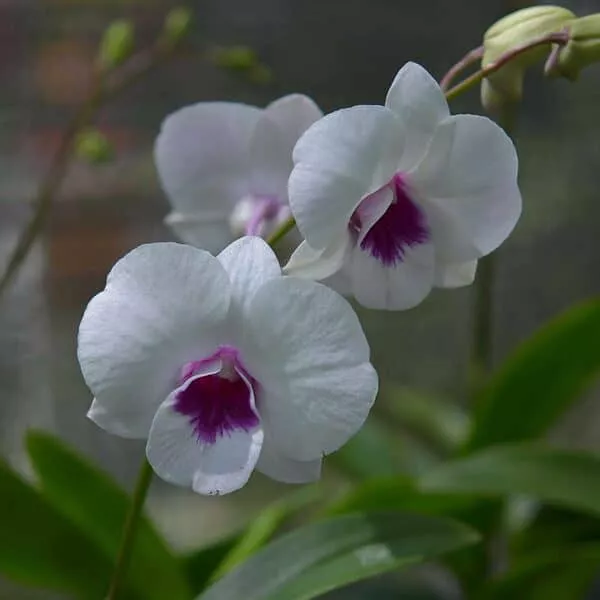 Dendrobium Morning Glory Comes in 3″ Pot