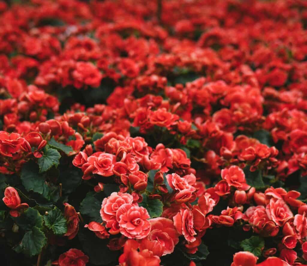 Flower Carpet Roses Care A Vigorous Rose Plantly