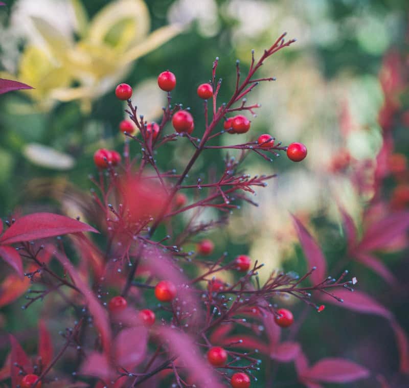 Nandina domestica' Richmond'