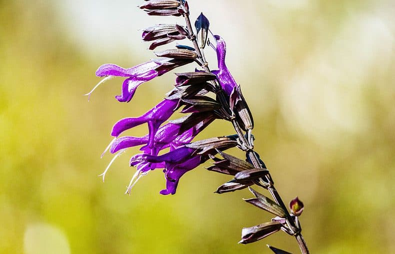 Salvia Guaranitica plant