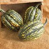 Starry Night Acorn Squash Seeds for Planting | Grow Your Own