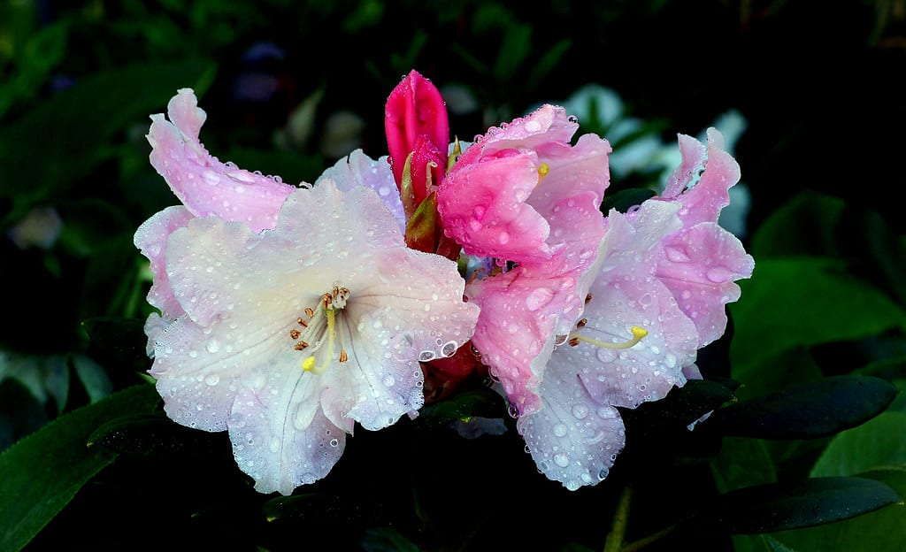 watering azaleas @flickr