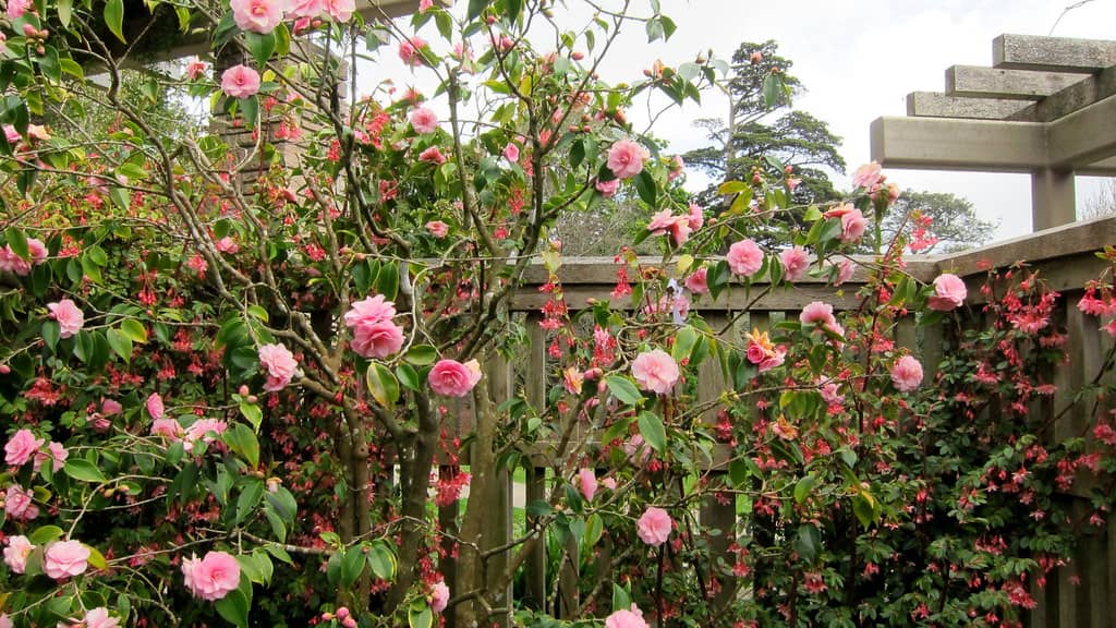 Camellias at san francisco botanical garden @flickr
