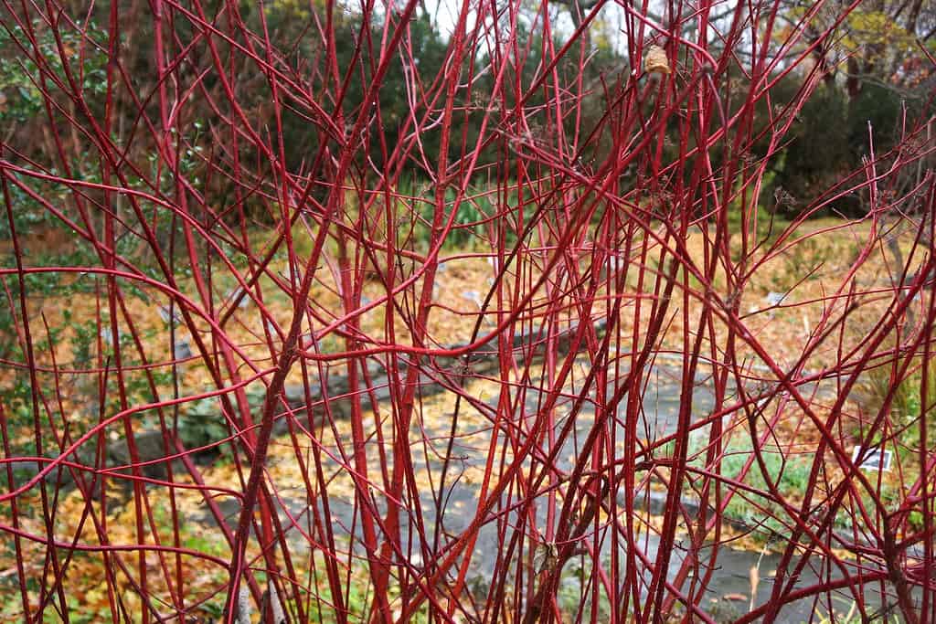 red twig dogwood stems ready for propagation @ flickr