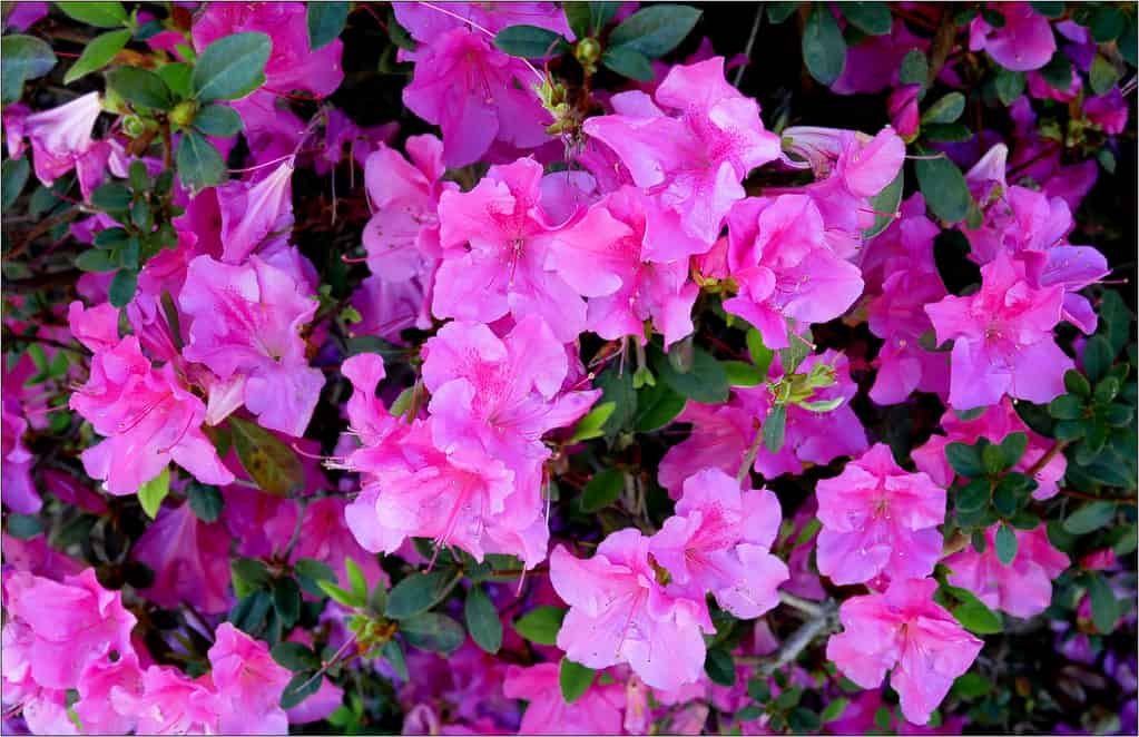 azaleas temperature and humidity requirement @flickr