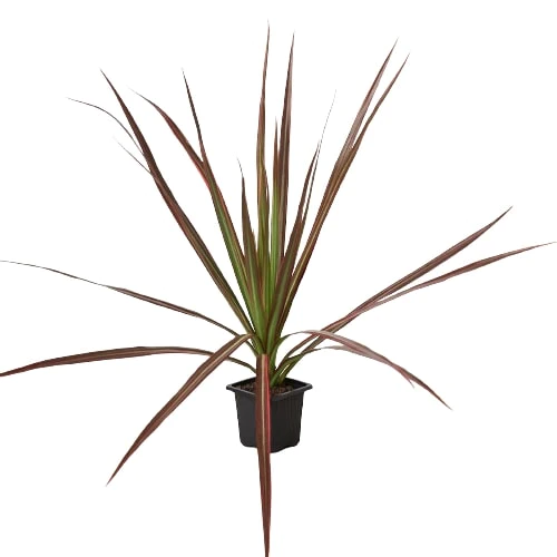 a potted plant with long leaves