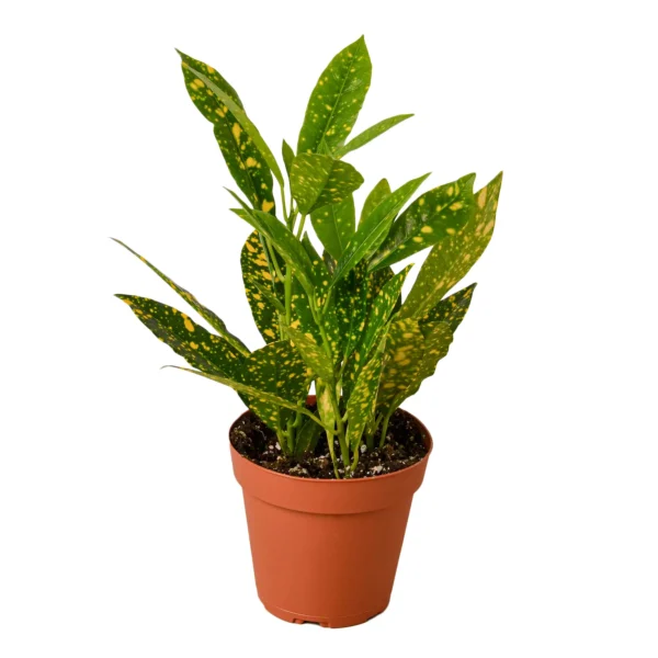 gold dust croton in a pot.