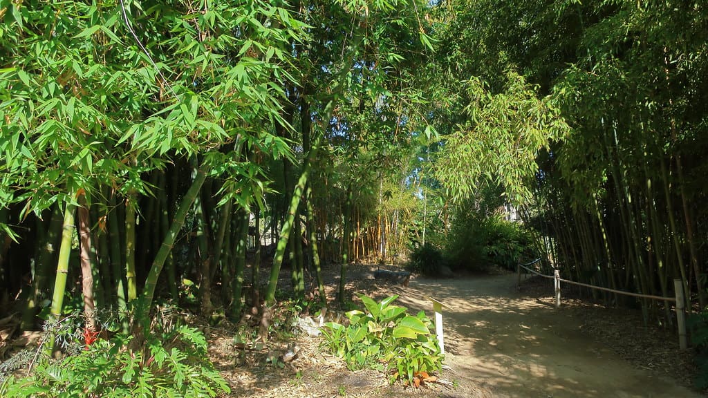 rare bamboo plants