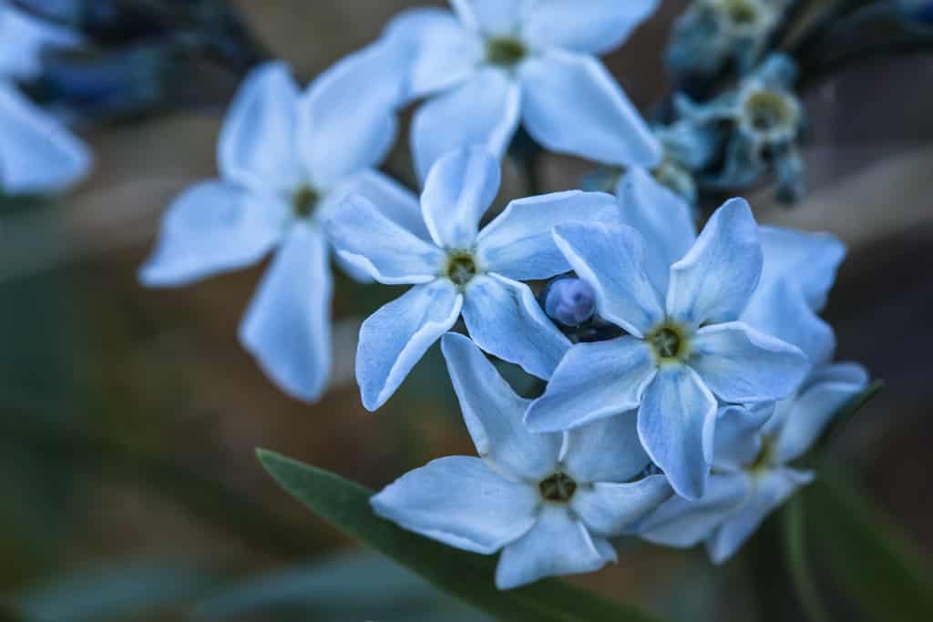 blue star flower @flickr