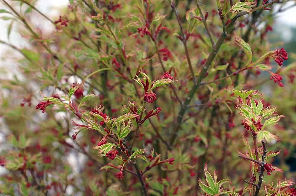 Acer palmatum 'Butterfly'
