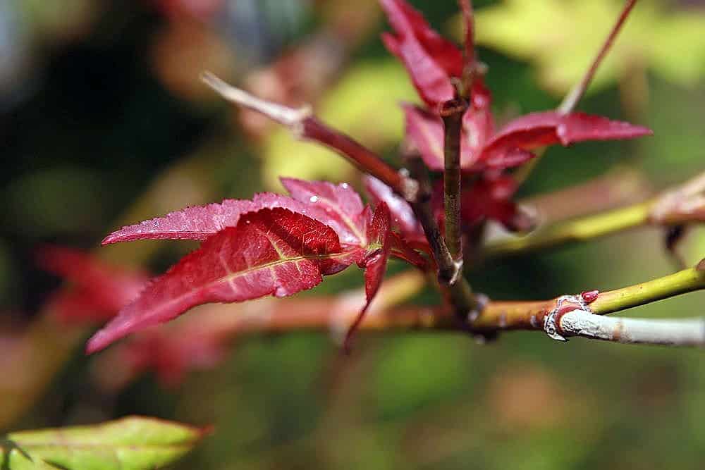 Acer palmatum atropurpureum 'Bloodgood