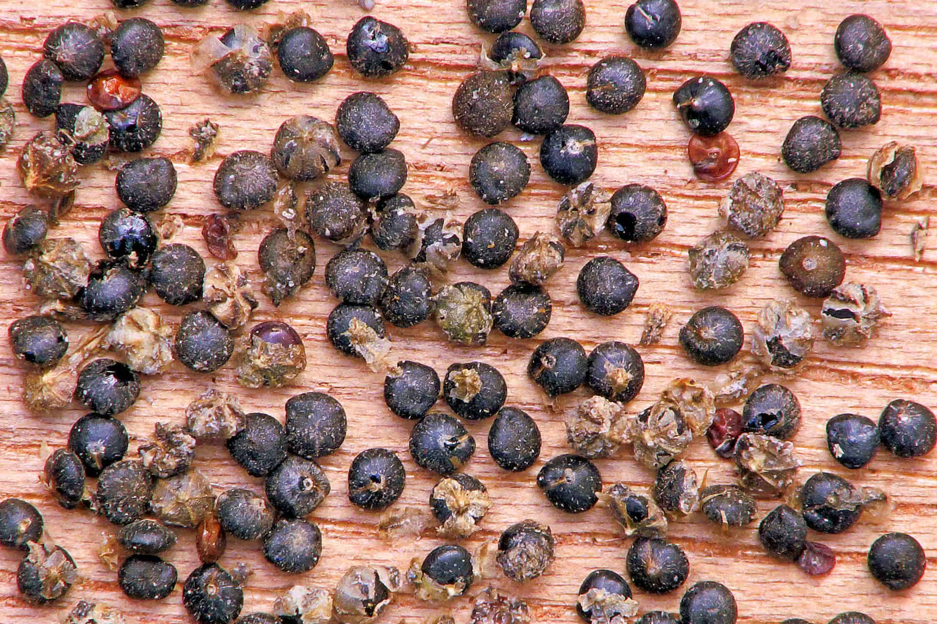 Chenopodium album propagation via seeds