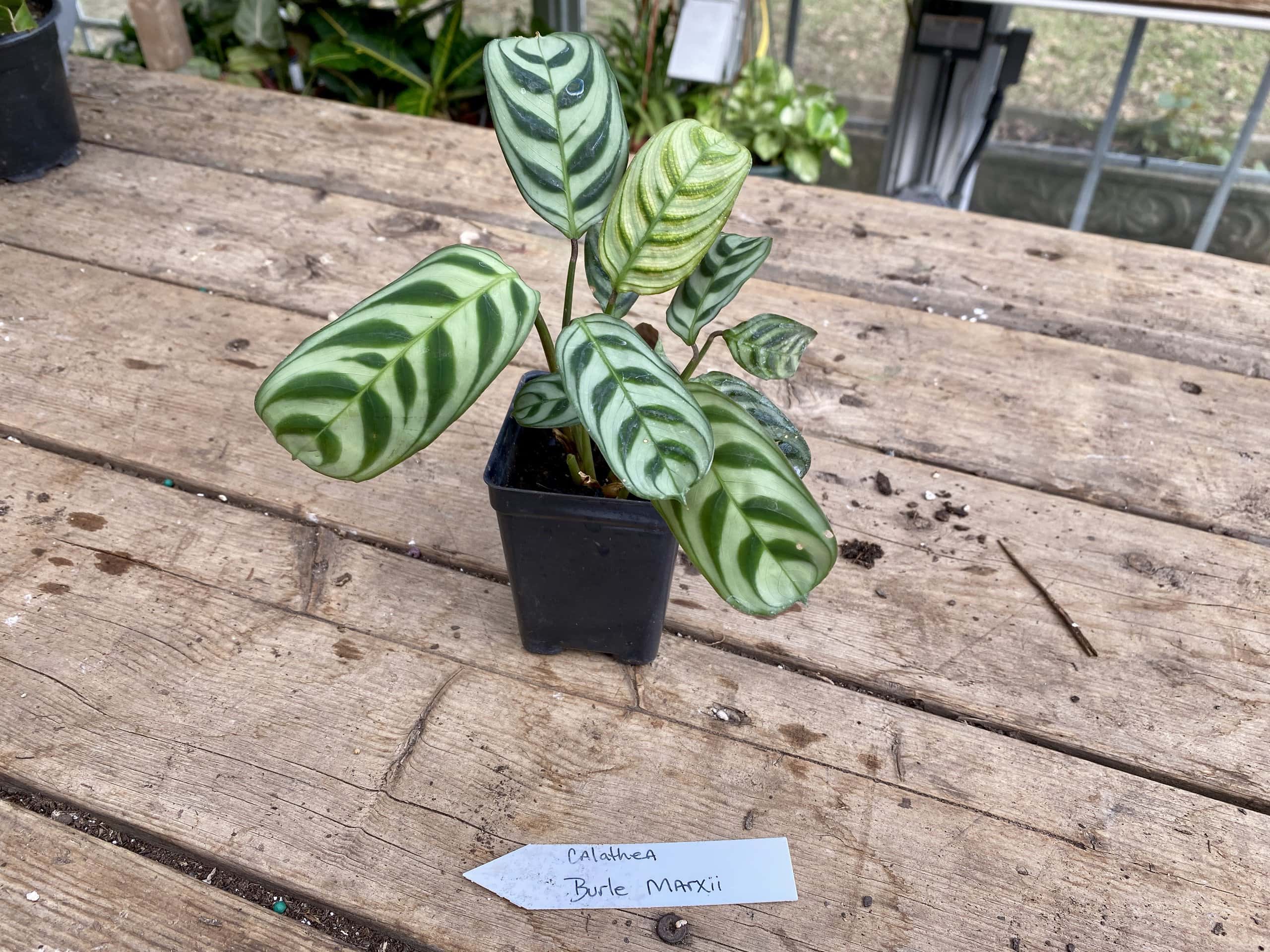 Calathea Burle Marxii 2.5 Inch Tall Pot Live Plant