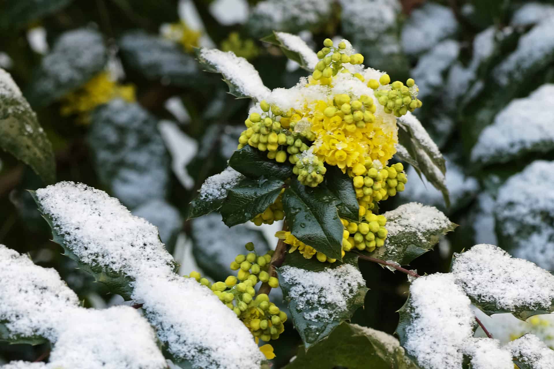 11 Best Winter Plants To Grow In Your Garden Plantly