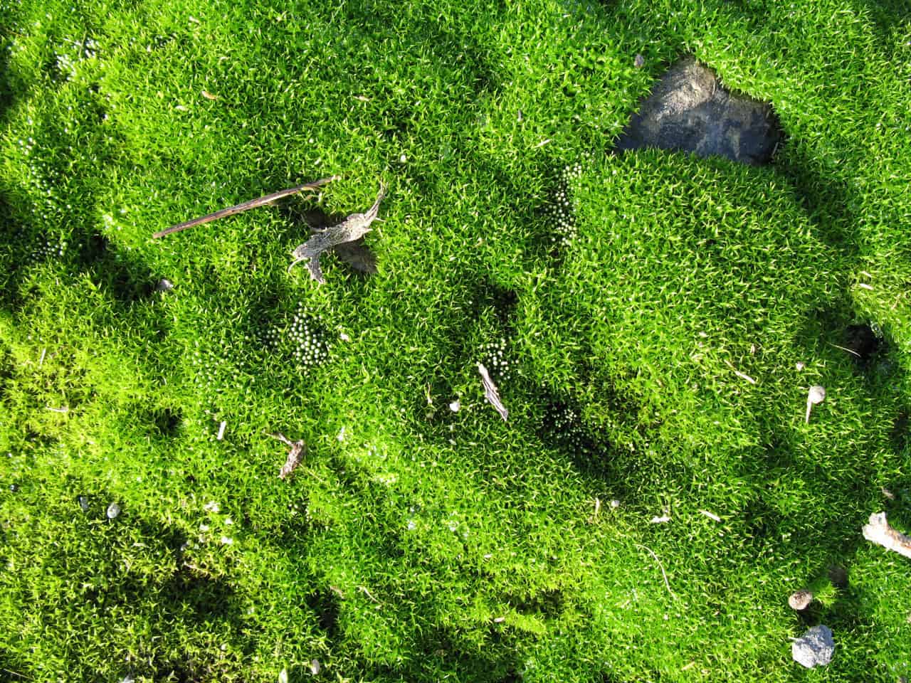 living moss