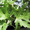 Silver Maple Tree Seedlings to Plant