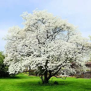 White Flowering Dogwood Tree Seedlings for Planting