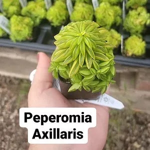 Peperomia 'Axillaris'