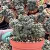 CactiandExotica | Cereus forbesii | Ming thing