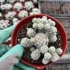 4" Thimble cactus