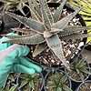 CactiandExotica | Aloe hybrid---Purple haze