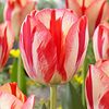 10 Pre Chilled Spryng Break Rembrandt Tulip Bulbs for Forcing Indoors