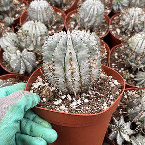 CactiandExotica | Euphorbia Polygona Snowflake