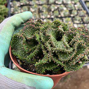 4" Green Coral cactus