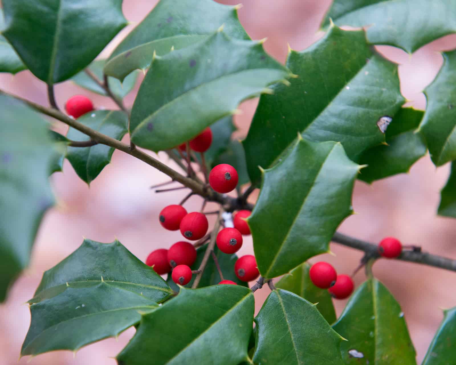 Dahoon Holly Care & Growing Guide Plantly