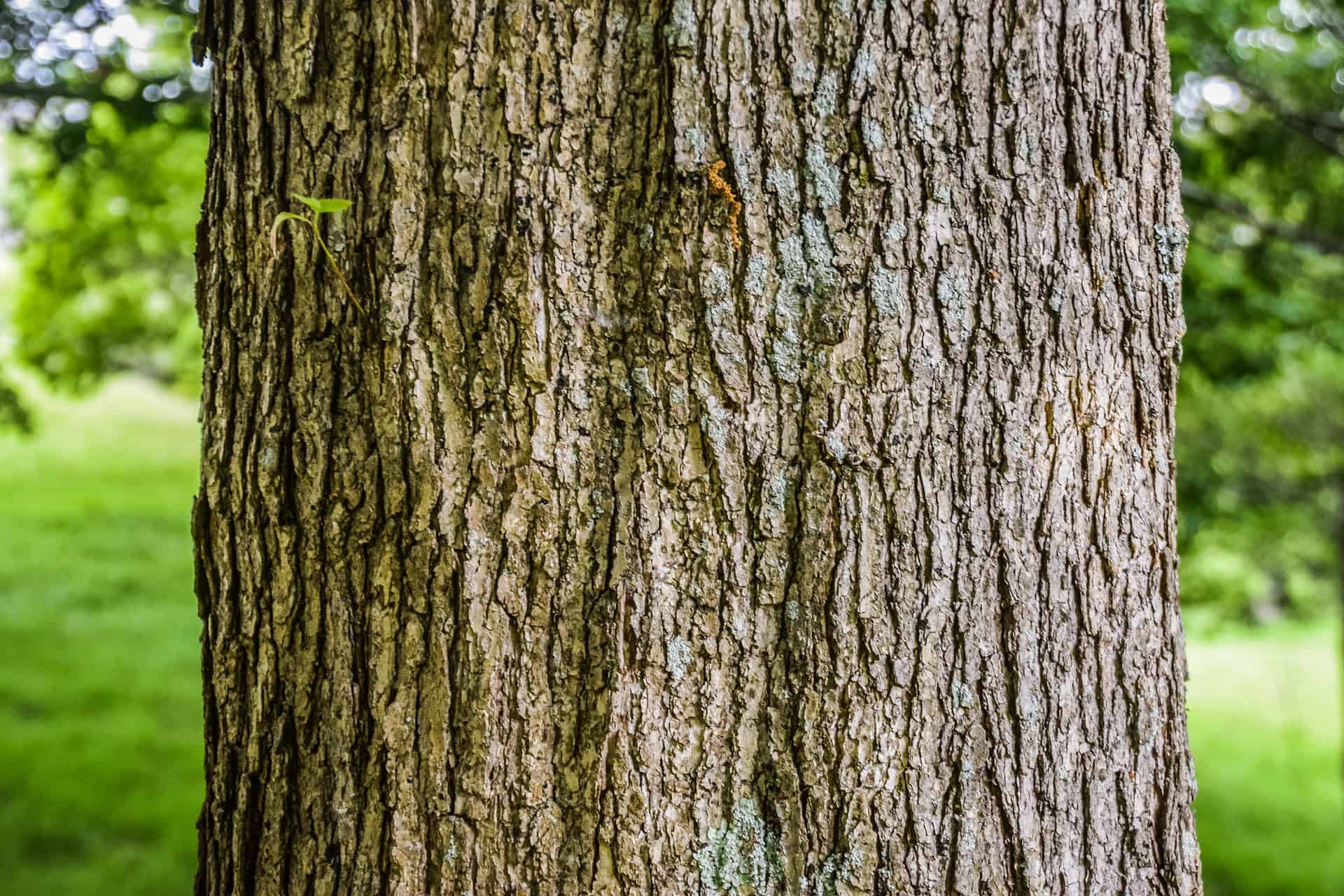 Chinkapin Oak trunk