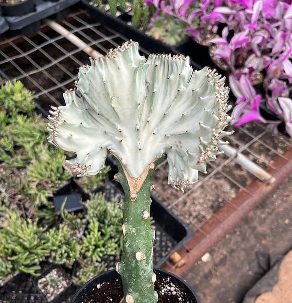 5″ Euphorbia lactea crest grafted