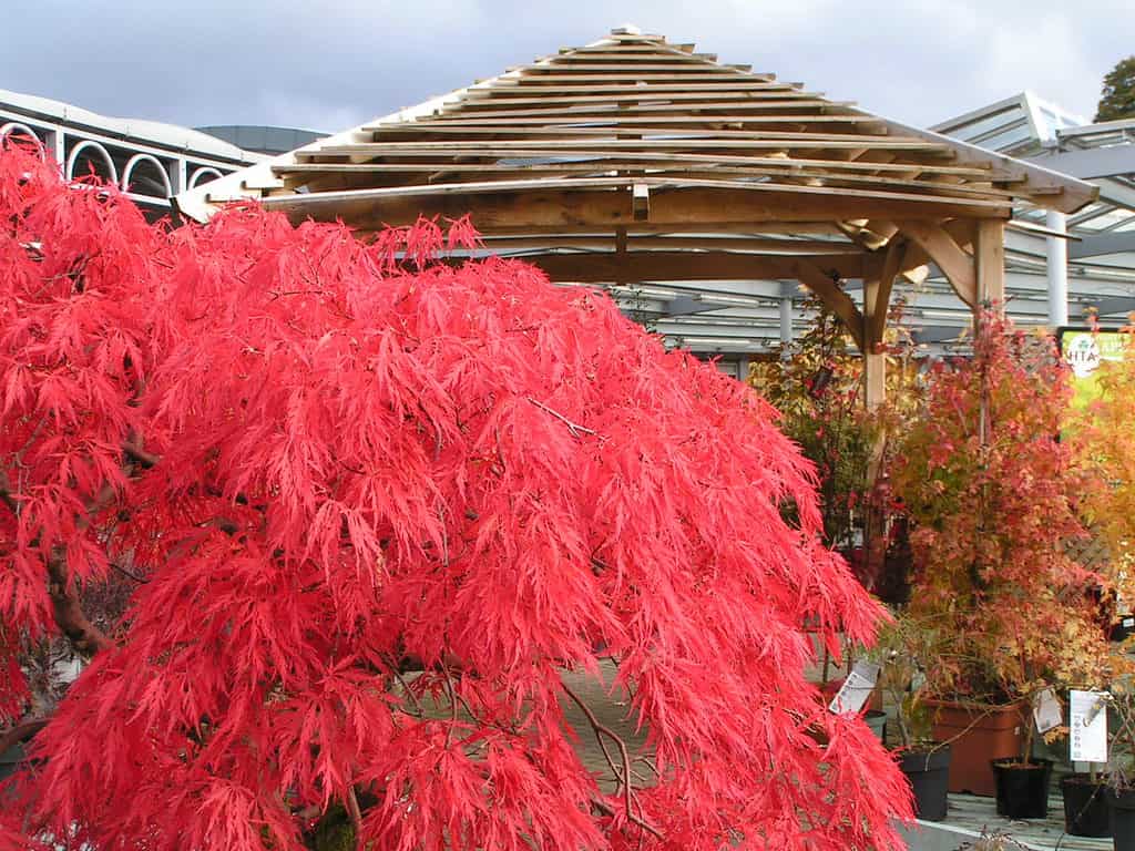 Crimson Queen Japanese Maple Care Guide Plantly