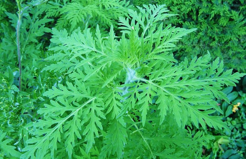 Ambrosia artemisiifolia