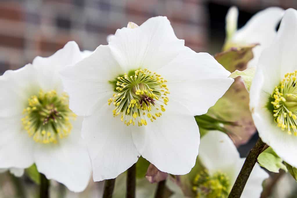 11 Best Winter Plants To Grow In Your Garden Plantly