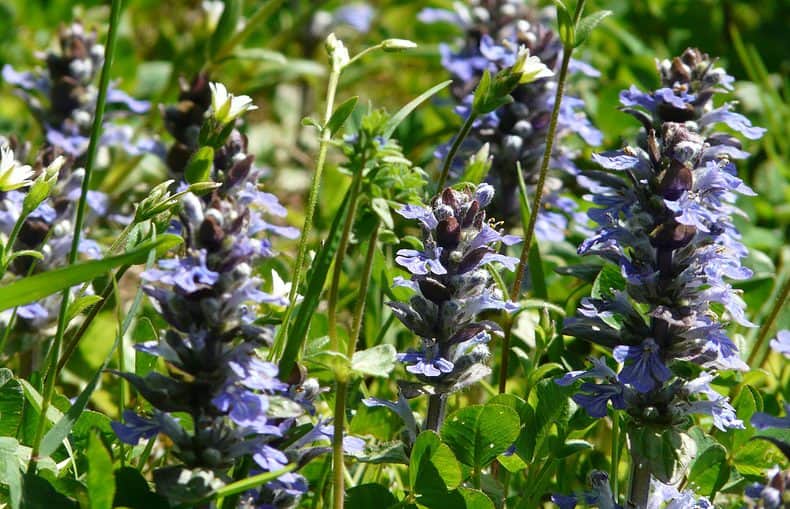 Bugleherb plant