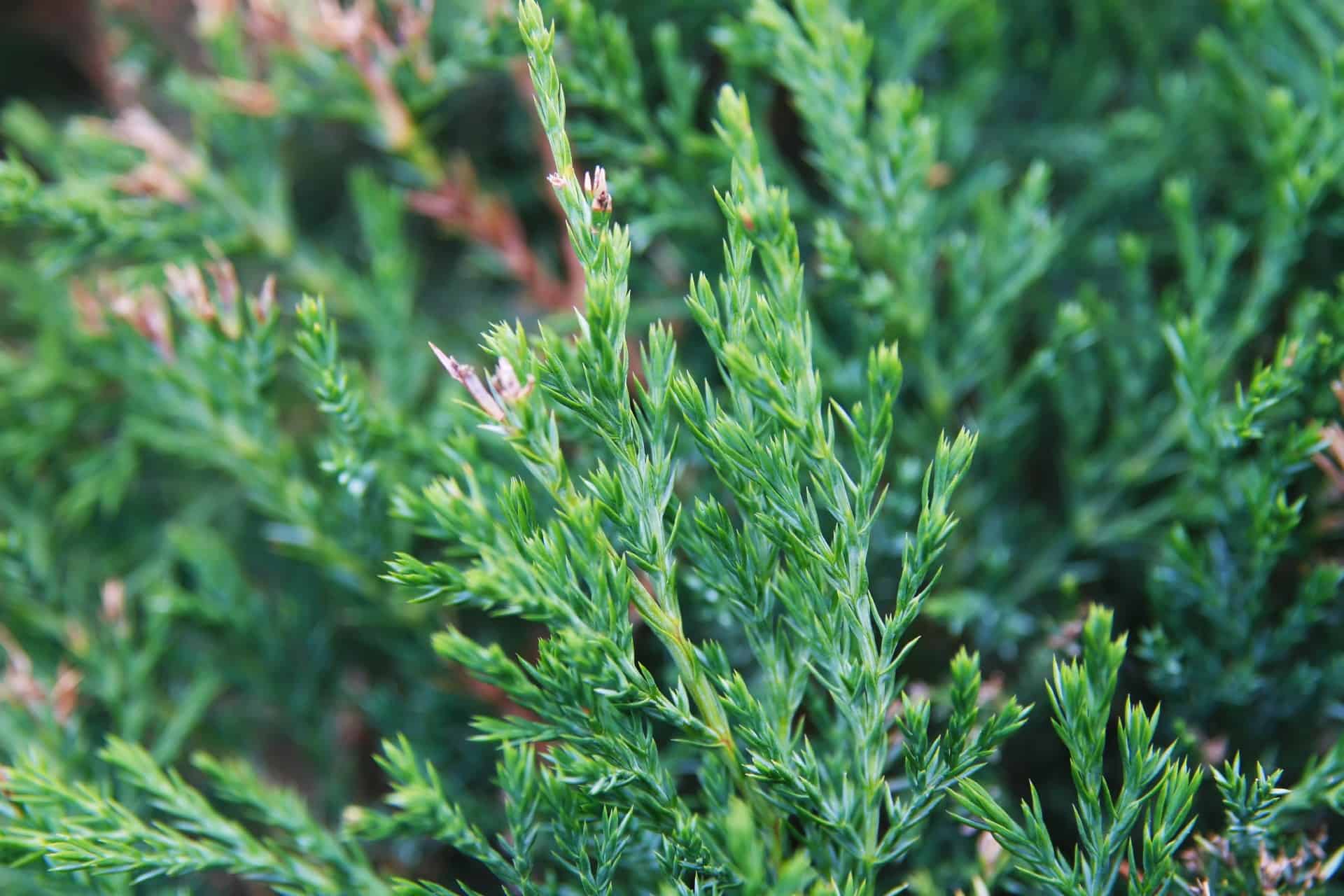 Blue Point Juniper Care & Growing Guide Plantly
