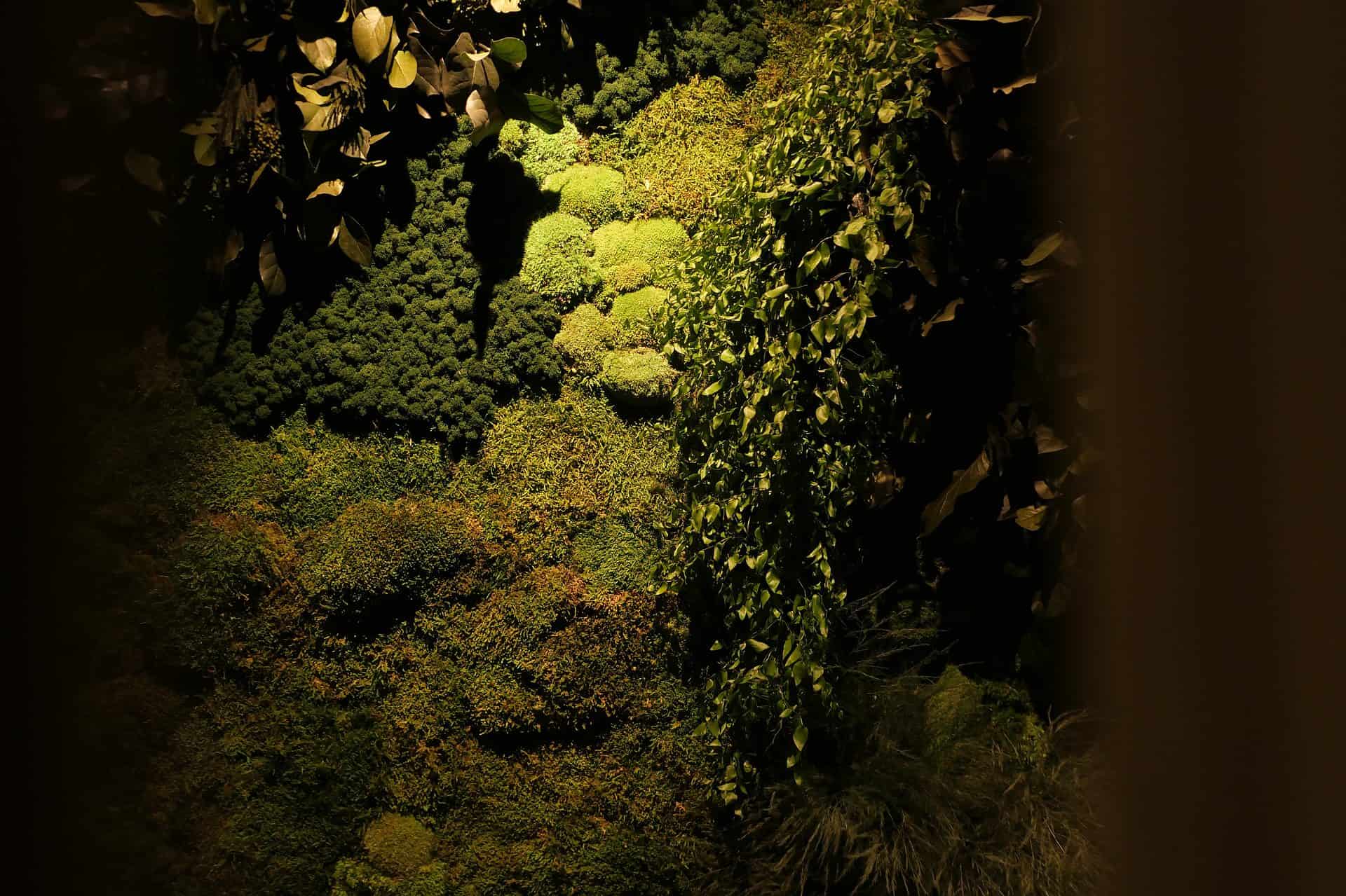 wall moss art