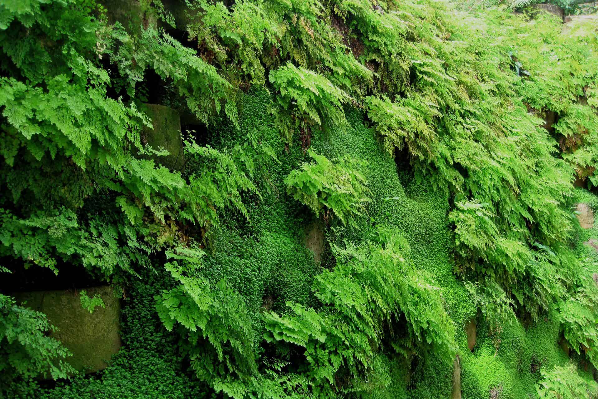 wall moss art
