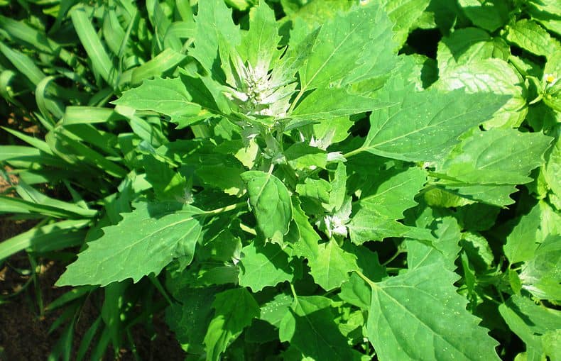 Chenopodium album herb