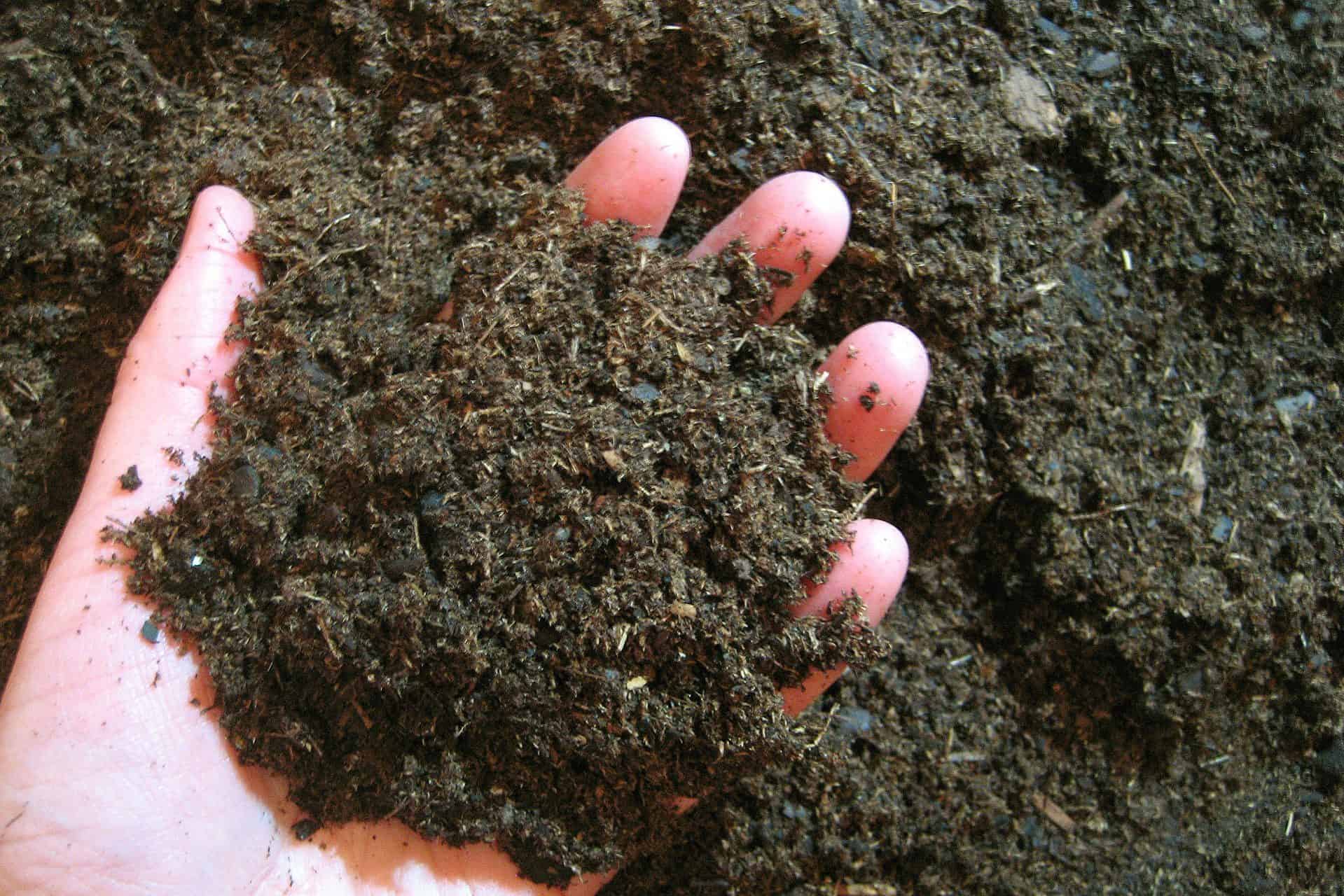 Ligustrum sinense potting soil