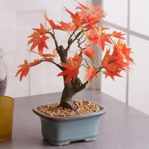 an elegant bonsai flowering tree