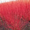 Bright Red Dogwood Cuttings to Plant No Roots Easy to Grow