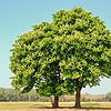 Chestnut Oak Tree Seedlings for Planting