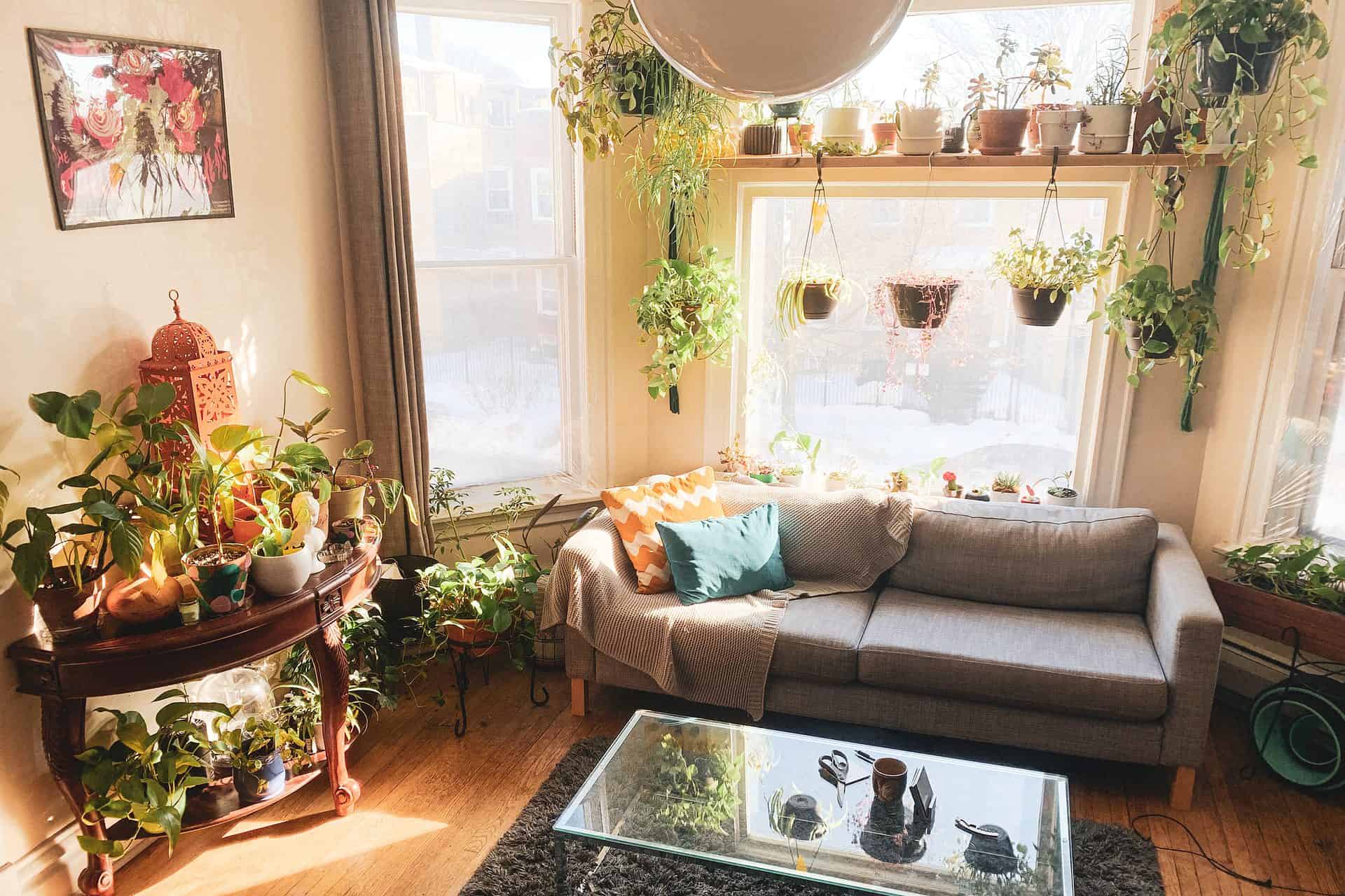 indoor plants during cold season