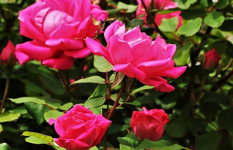 knock out roses