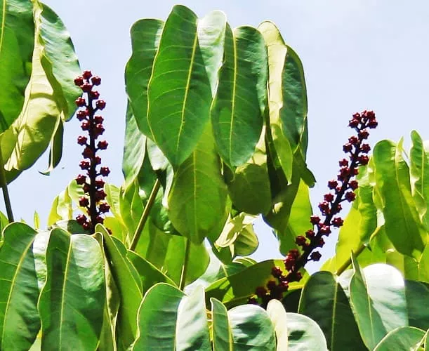 Schefflera Amate Plant Care The Umbrella Tree Plantly