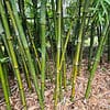 Seabreeze Midsize Timber Bamboo