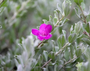 texas sage with pink flower